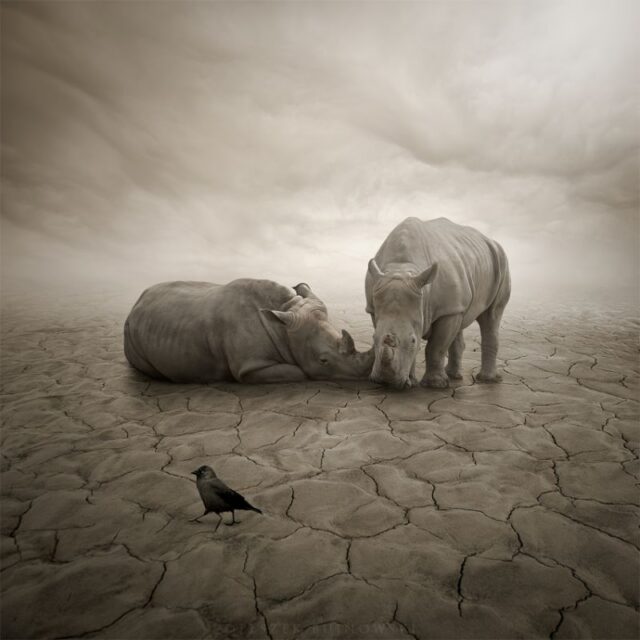 Leszek Bujnowski, Lost