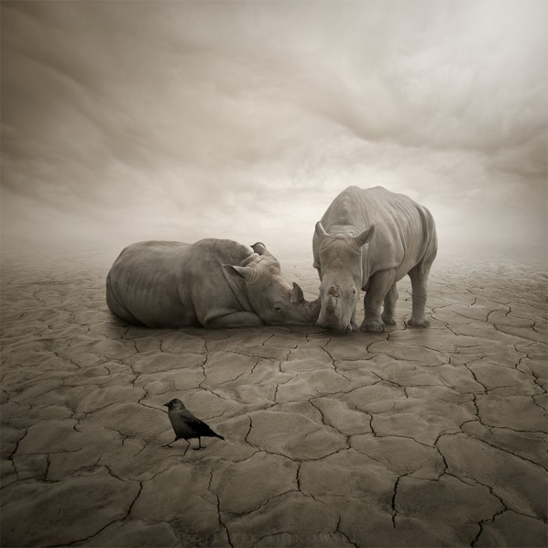 Leszek Bujnowski, Lost