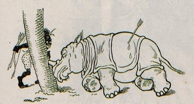 Reinicke Irascine Rhino 03