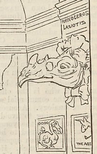 Rhinoceros lasiotis at the Zoo meeting