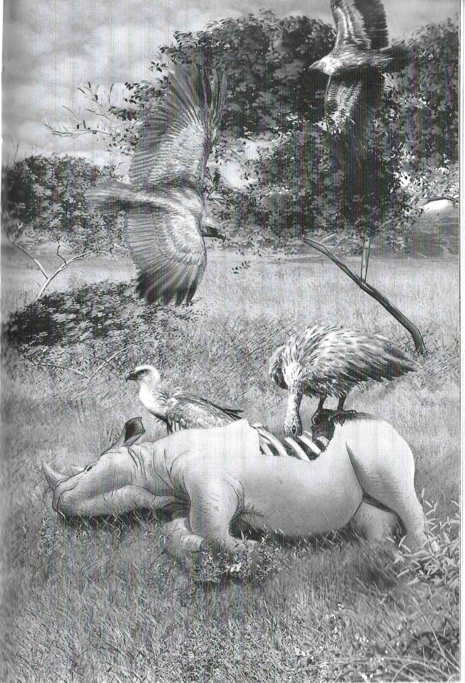 Surget rhinoceros 01