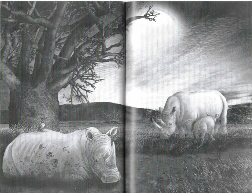 Surget rhinoceros 02