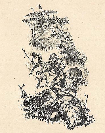 Black rhino in Tanzania