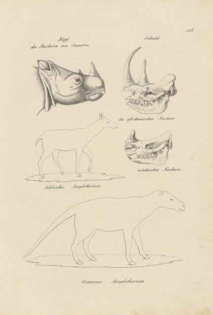 Schinz plate 126