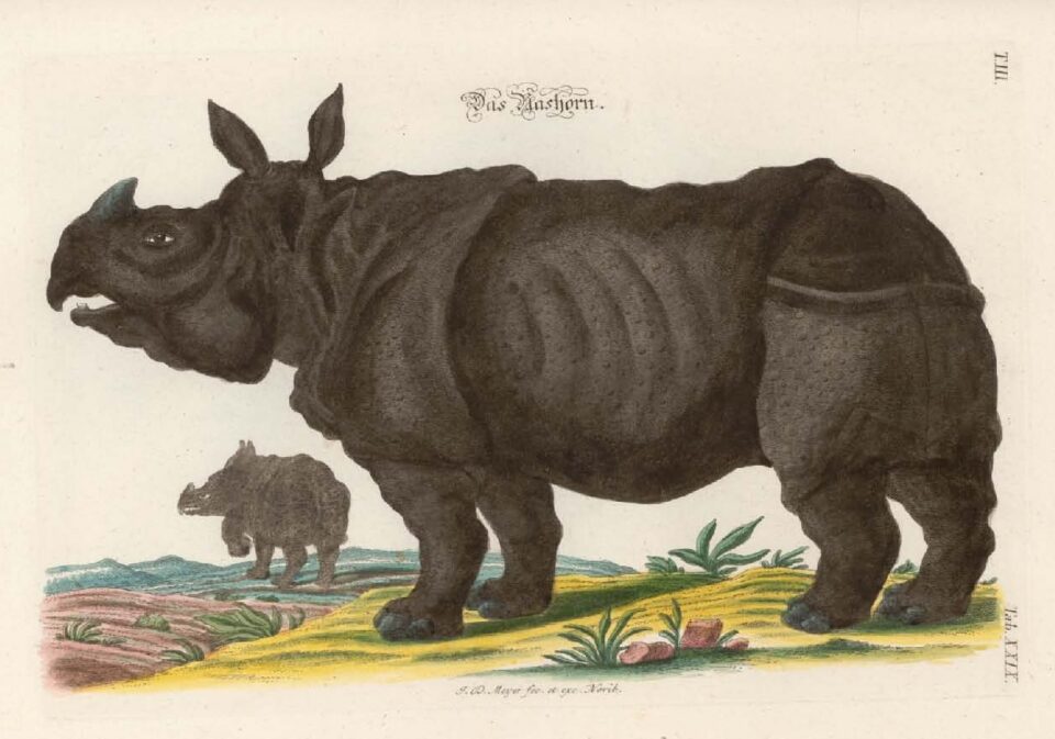 Meyer 1756 Das Nashorn