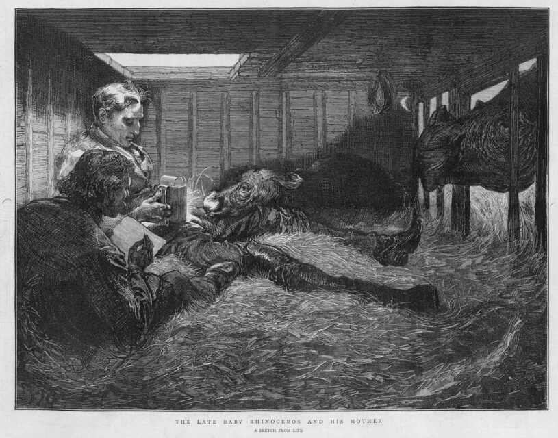 Baby Sumatran in London