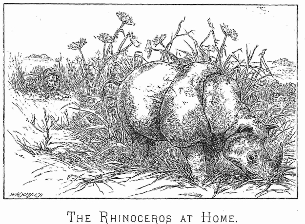 Rhinoceros at home