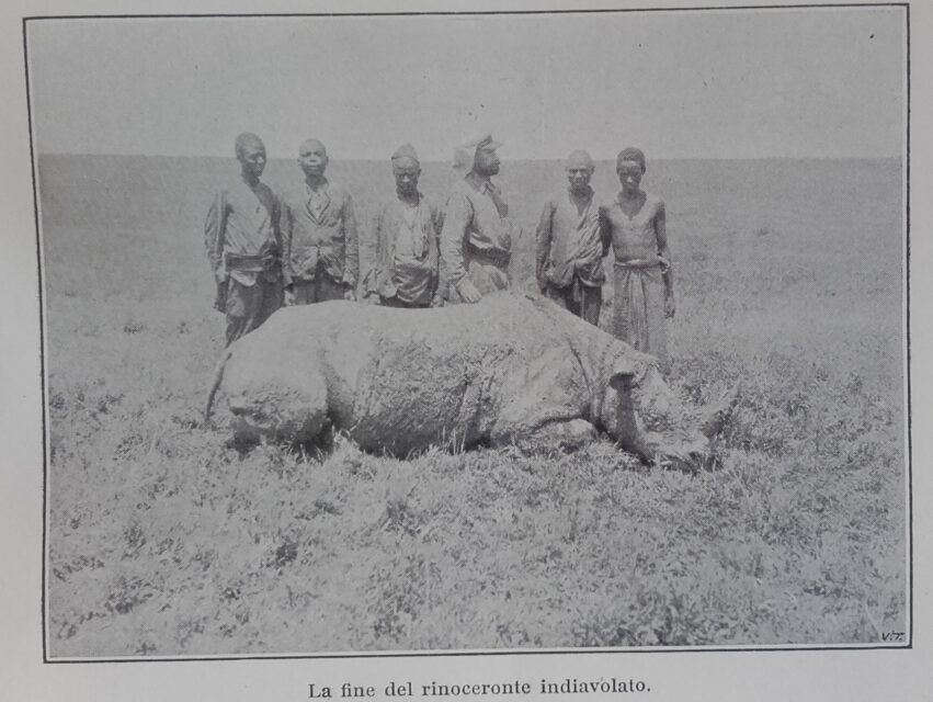 Rinoceronte indiavolato