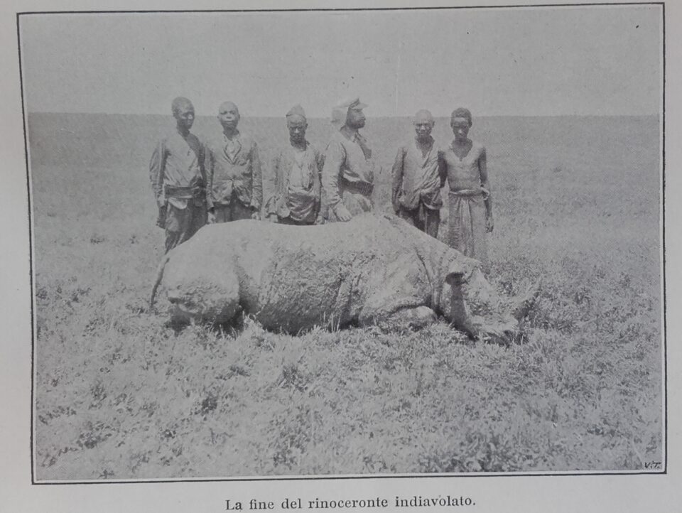 Rinoceronte indiavolato