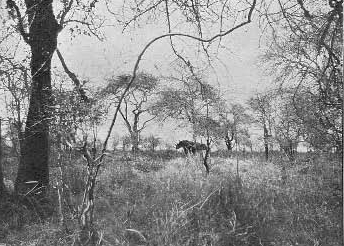 Crespigny in Kenya 02