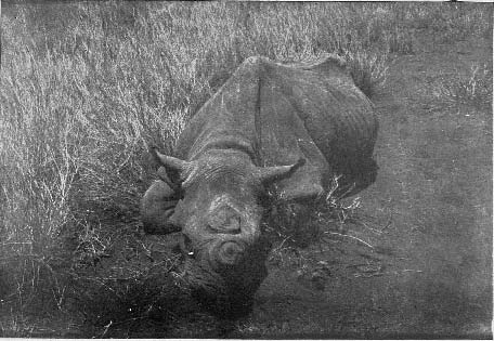 Schillings in Africa