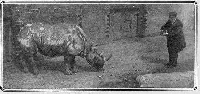 Black rhino being fed
