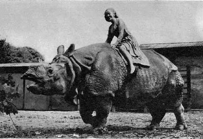 Michaela Denis on rhinoceros