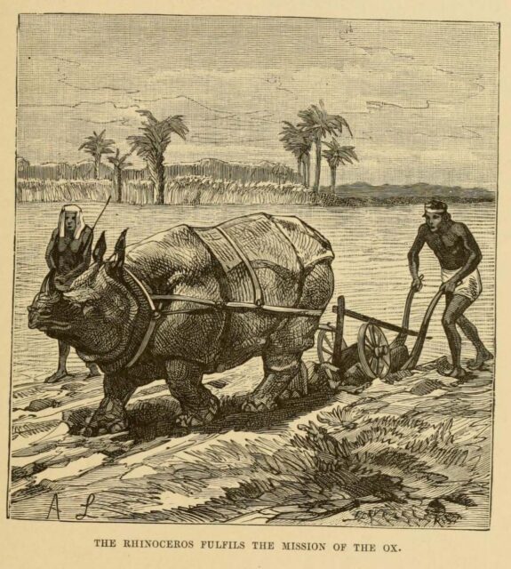 Kellog rhino with plough 1888