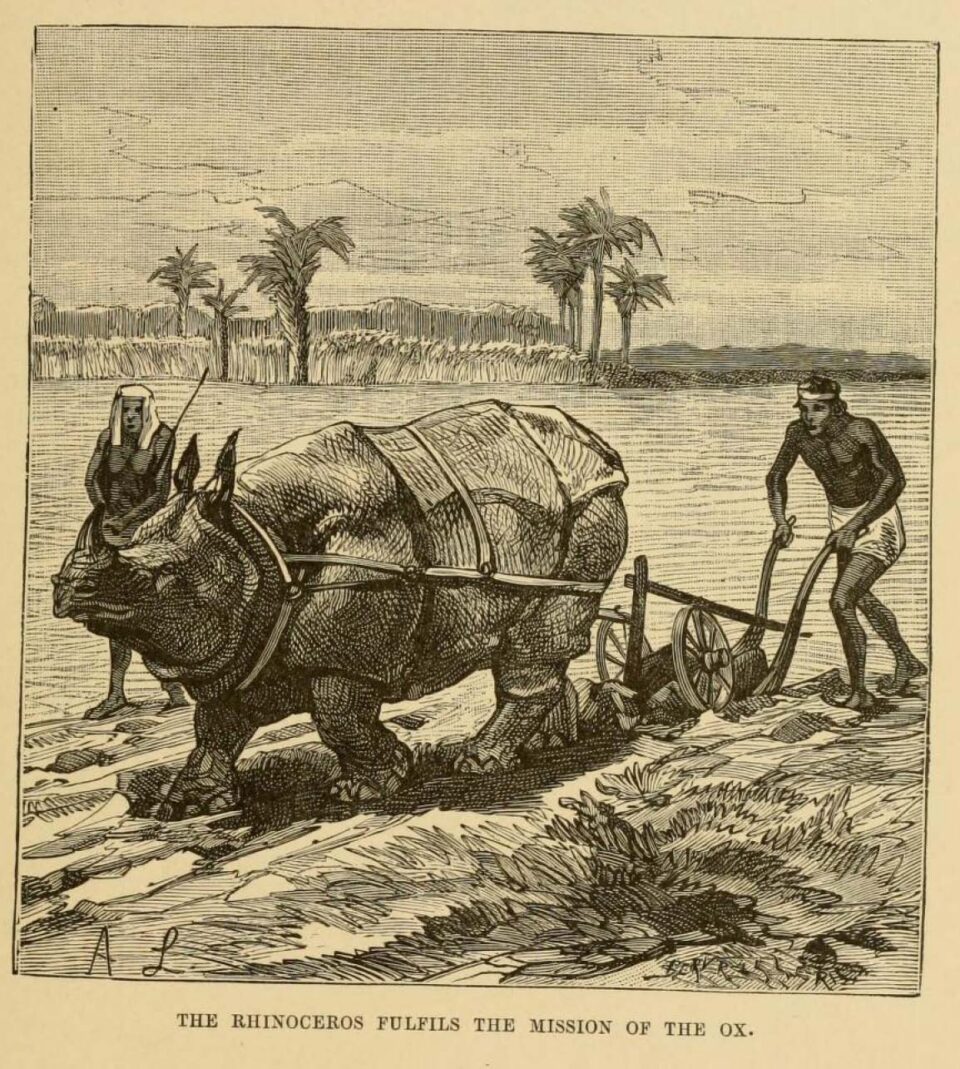 Kellog rhino with plough 1888