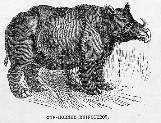 Gleanings in natural history