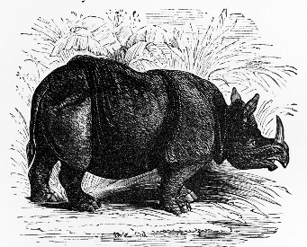 Picture book of animals 1886