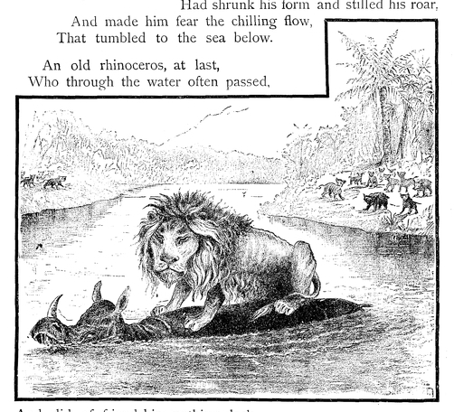 Lion and rhinoceros 01