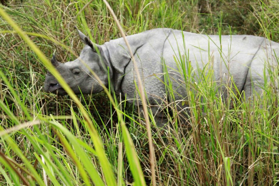 Kaziranga 2019