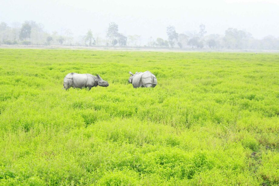 Kaziranga 2019