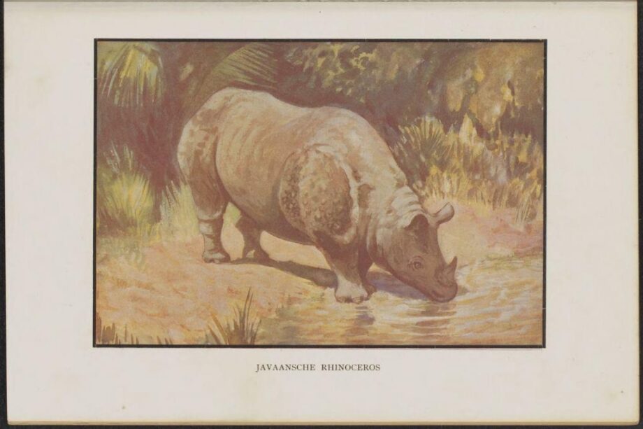Javan Rhinoceros in Sumatra