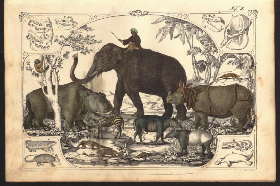 Lindner Naturgeschichte