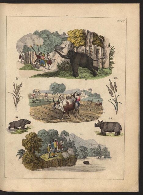 Pflanz 1850 Bilderbuch