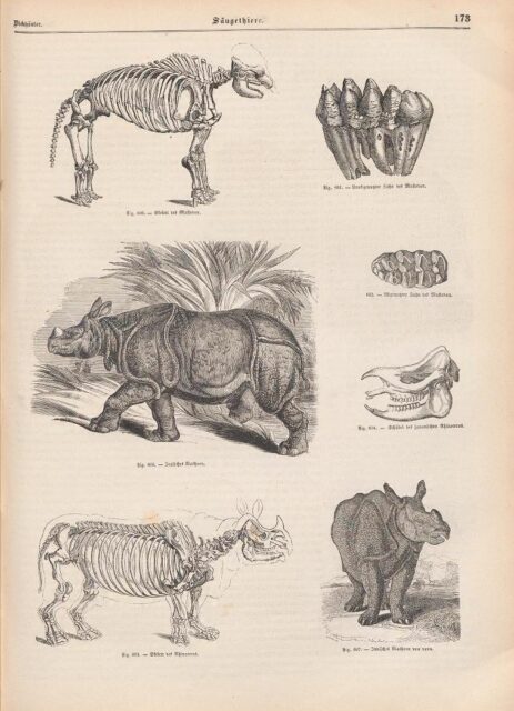 Poeppig Naturgeschichte