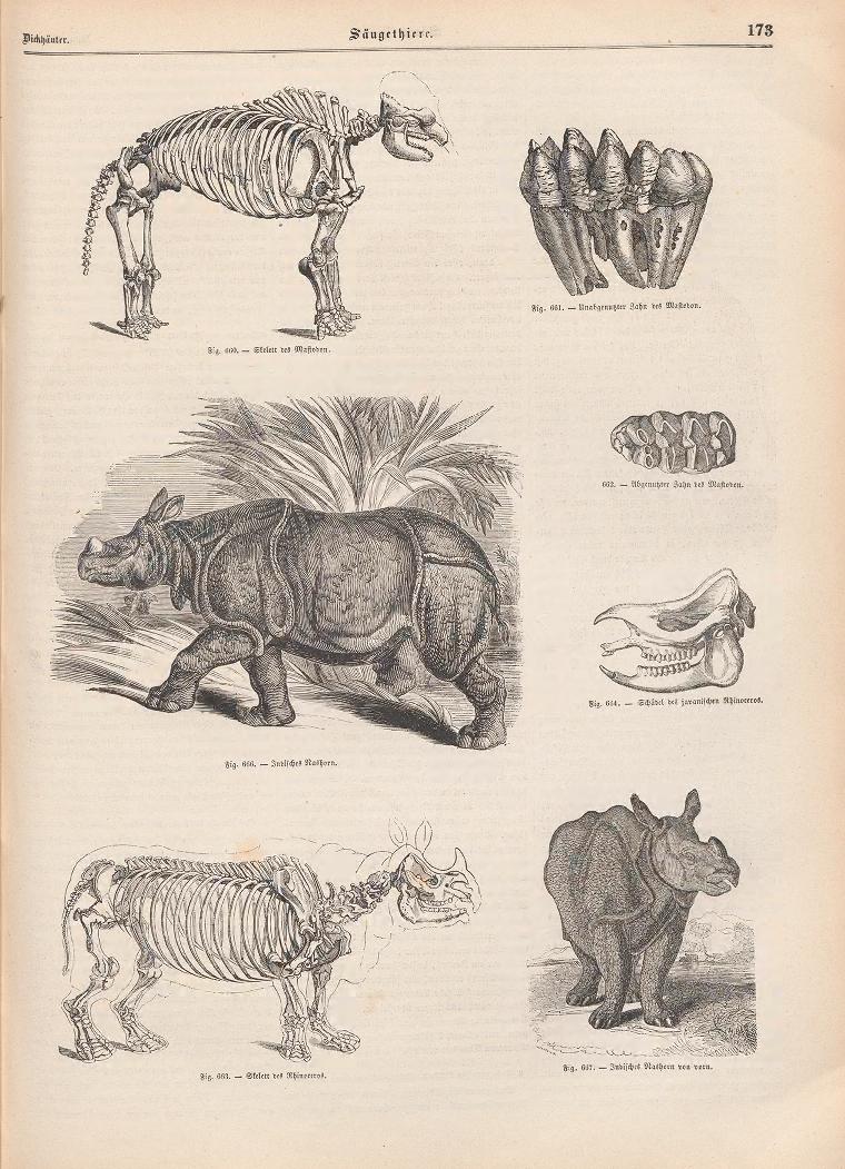 Poeppig Naturgeschichte