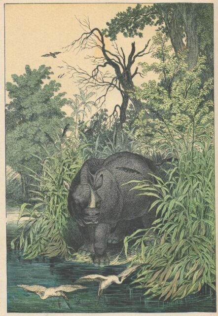 Wagner 1870 Rhinoceros in landscape