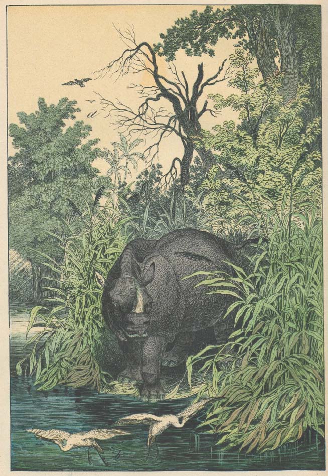 Wagner 1870 Rhinoceros in landscape