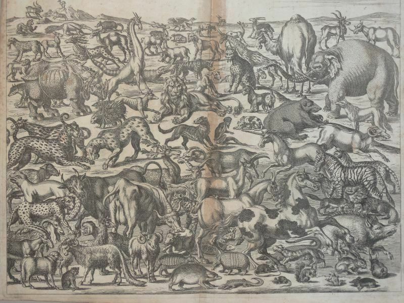 Land animals from 1665