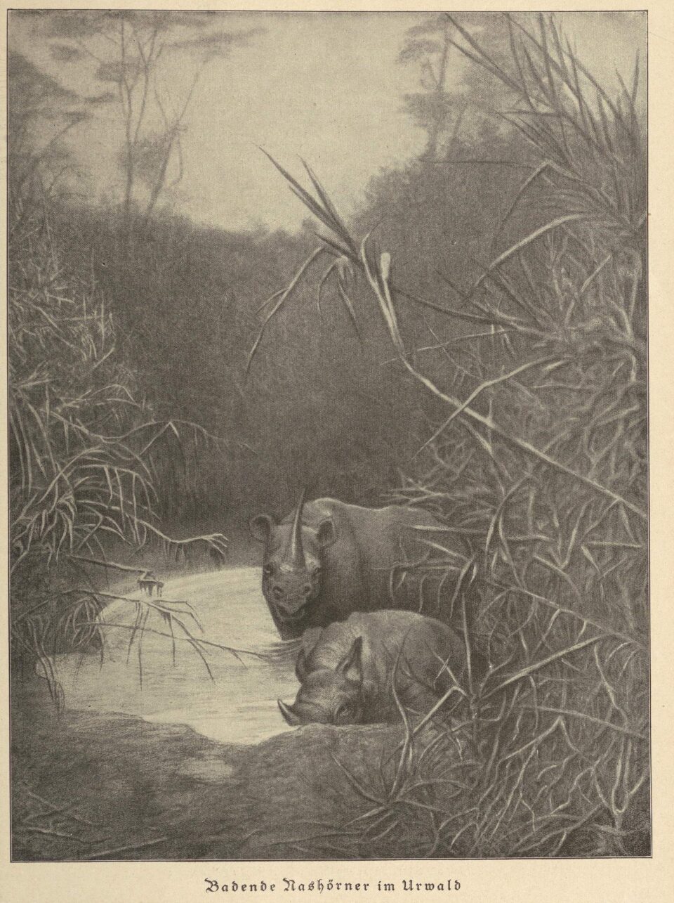 Rhino bathing in jungle
