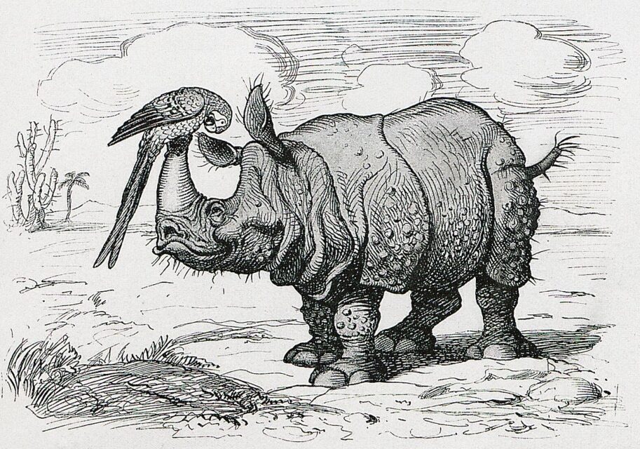Rhino and parrot