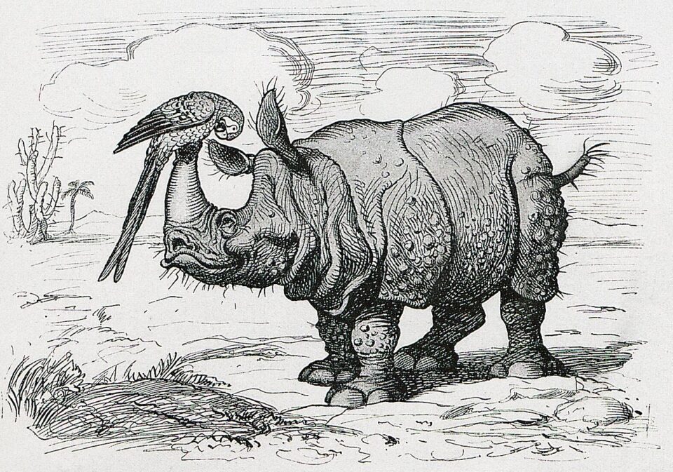 Rhino and parrot