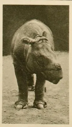 Vienna 1904 ff