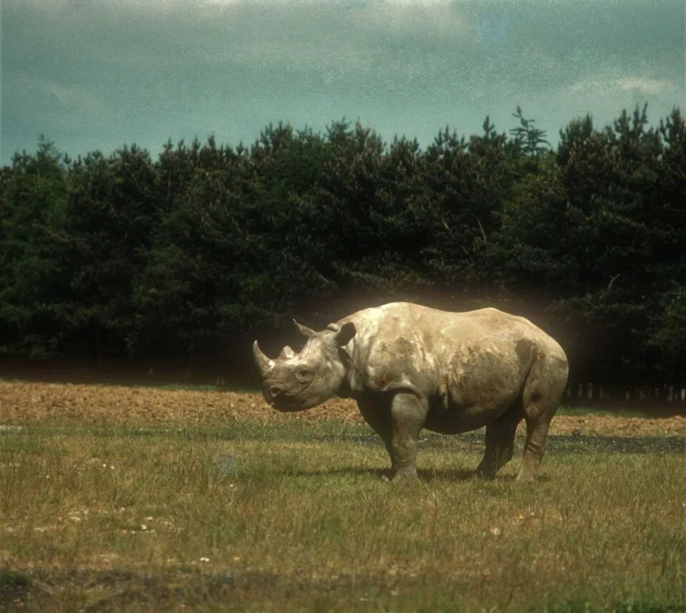 Whipsnade 1961