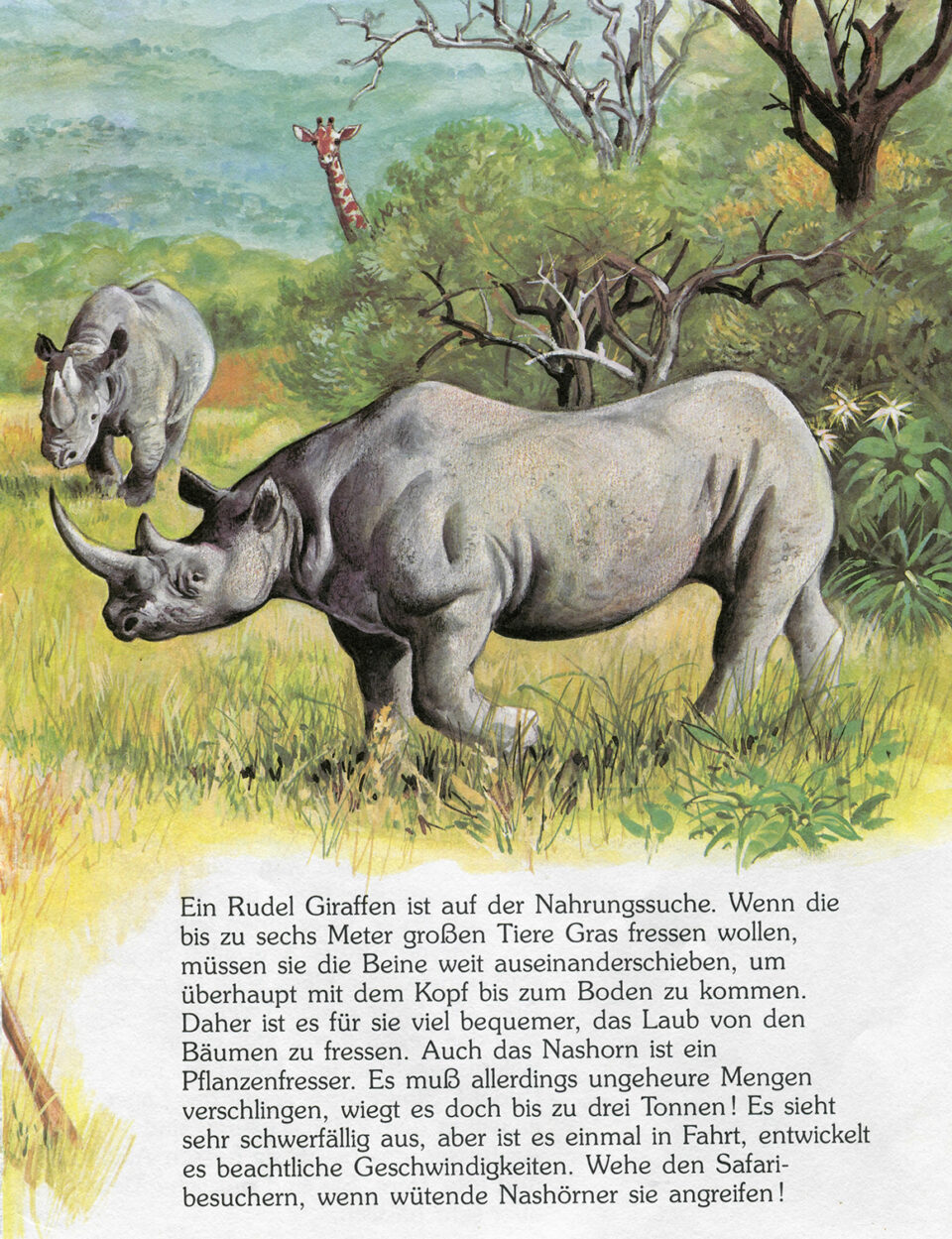 Spitzmaulnashorn und Breitmaulnashorn