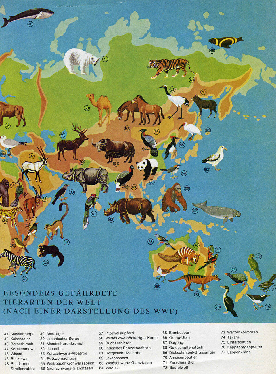 Indische Panzernashorn und Sumatra-Nashorn