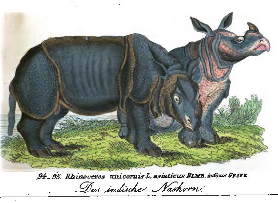Tourniaire’s rhinoceros in Dresden