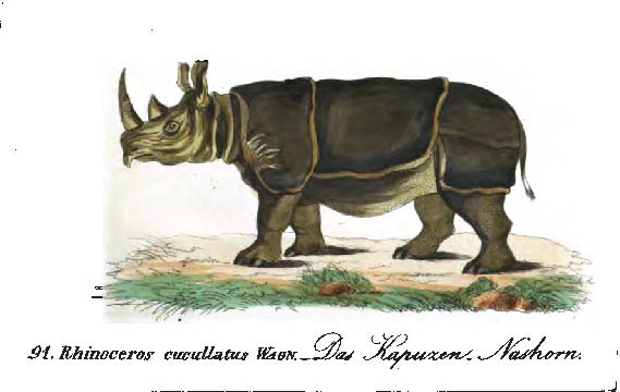 Rhinoceros cucullatus