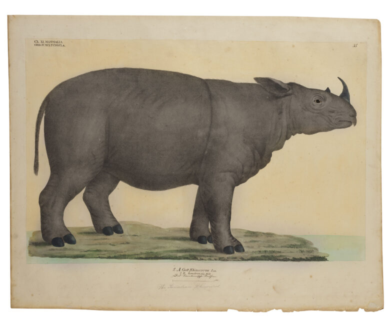 Goldfuss- Sumatra rhino