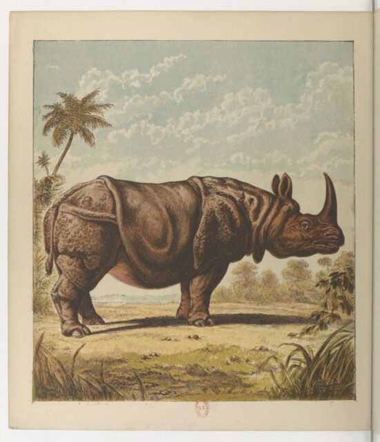 Lally Jardin des Plantes