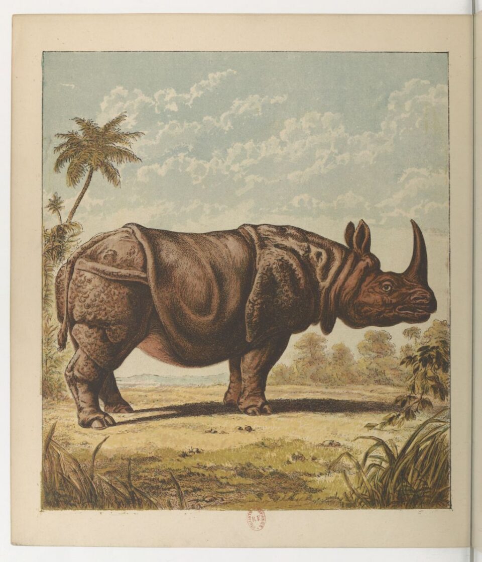 Lally Jardin des Plantes