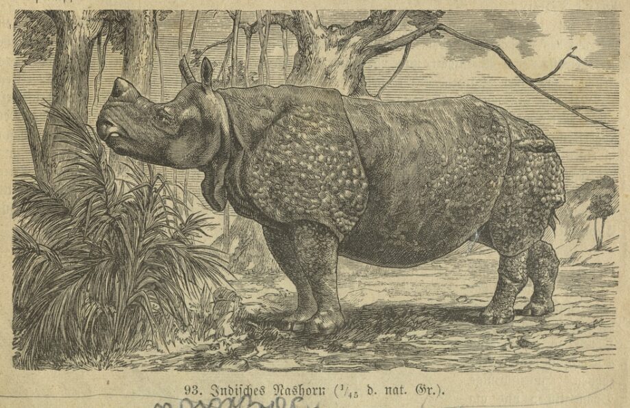 Pkorny Naturgeschichte