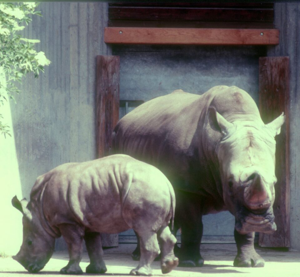 Vicky in Munster Zoo