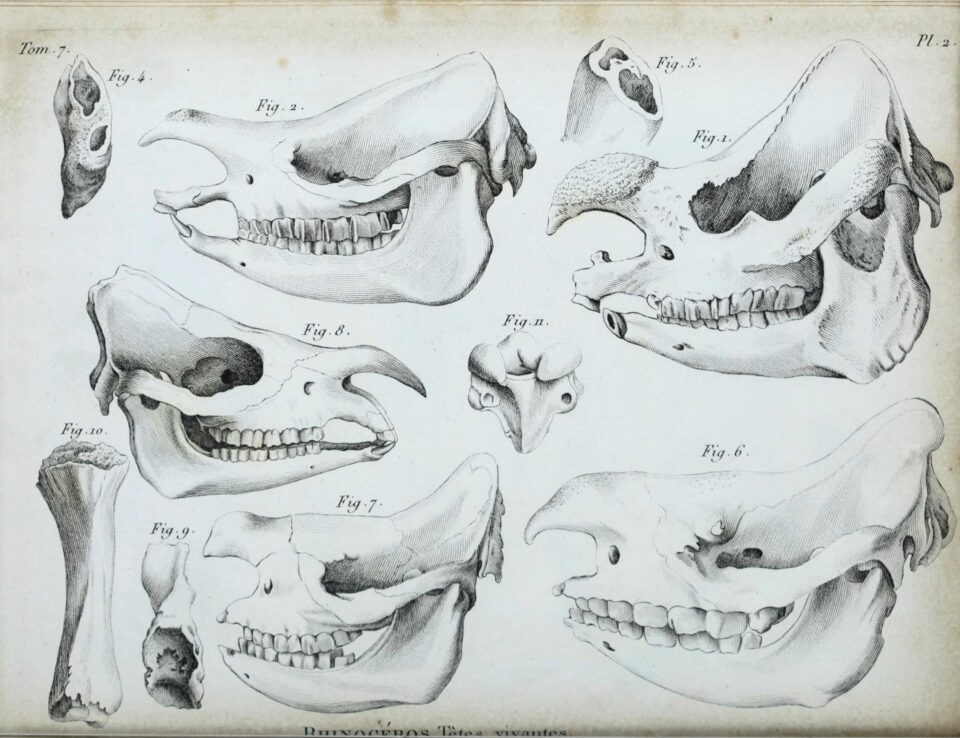 Skulls by Cuvier