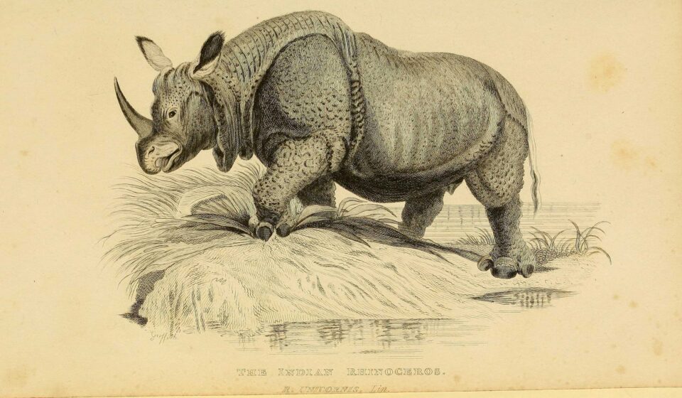Griffith 1827 Rhinoceros unicornis