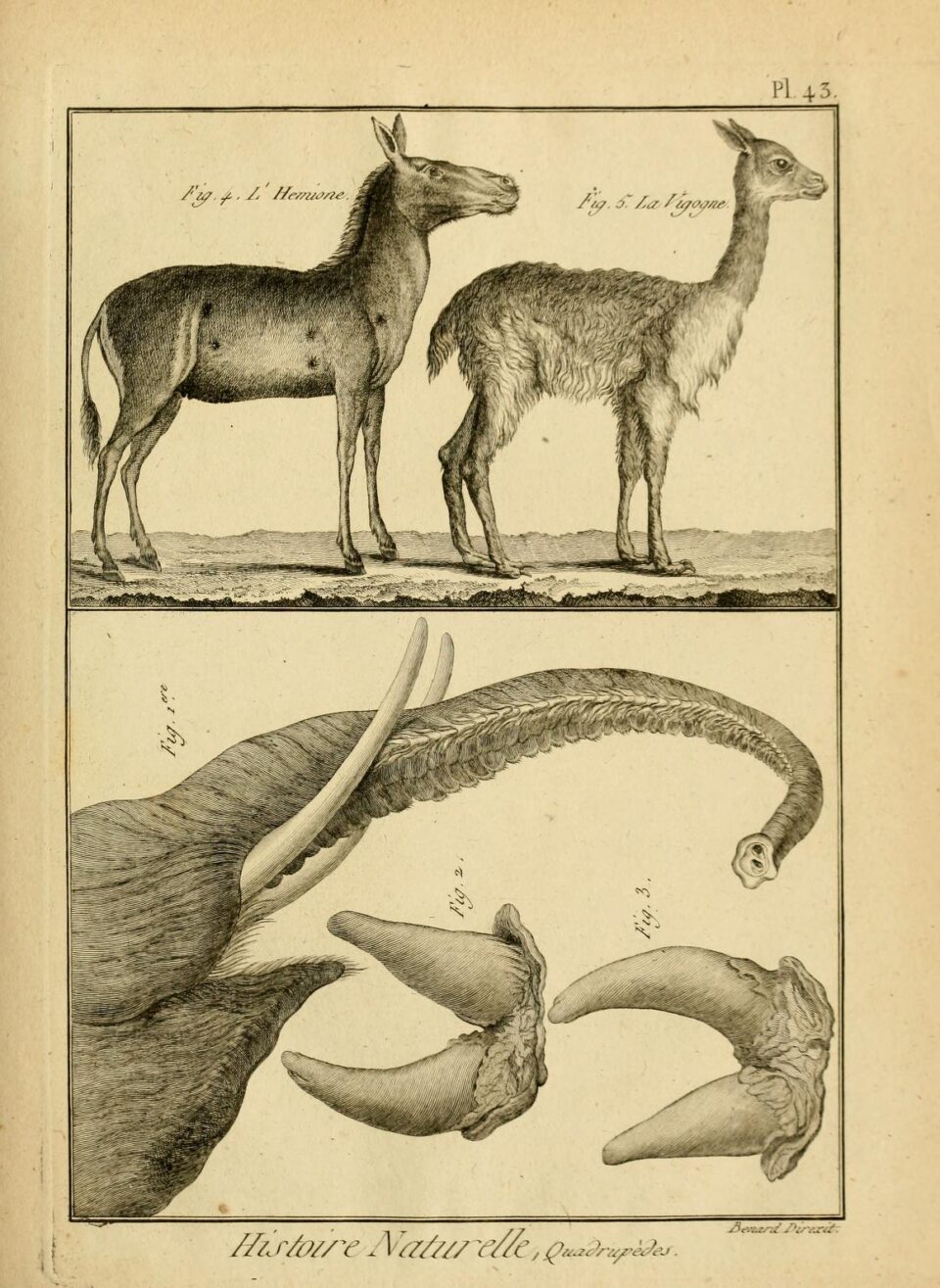 Desmarest 1819 double horns