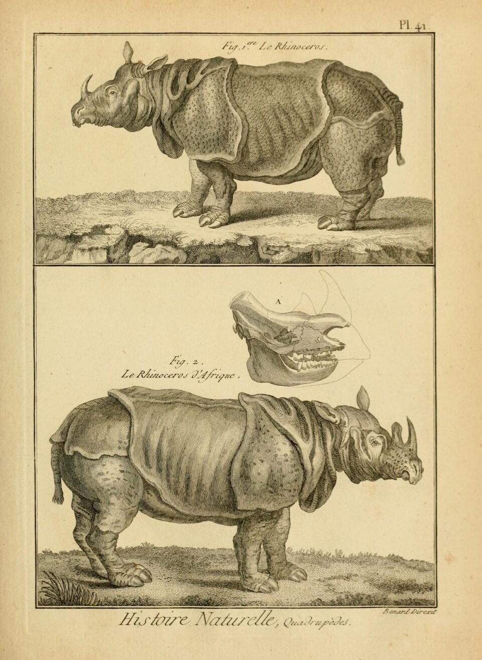 Desmarest 1819 two species